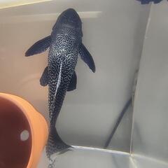 ロイヤルトリニダードプレコ　35cm