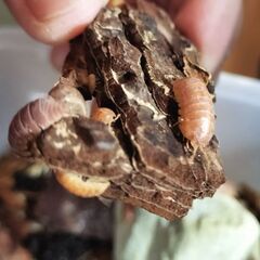 オカダンゴムシ レッド 30匹の画像