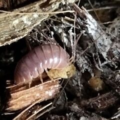 オカダンゴムシ レッド 30匹の画像