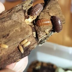 オカダンゴムシ レッド 30匹の画像
