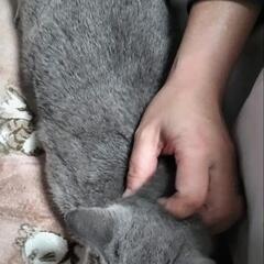 お目目クリクリなロシアンブルーの女の子です - 猫