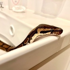 ボールパイソン(ヘビ、♀、2歳半)※問い合わせ多数のため、新規の...