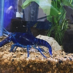 飼い方