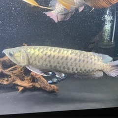 熱帯魚