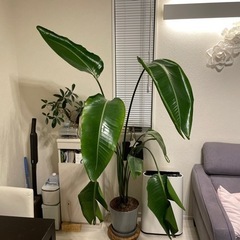 ストレチアオーガスタ　高さ約1m50cm  特大　サイズの画像