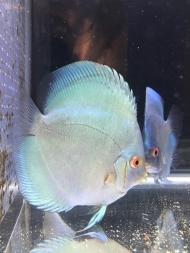 今月限定価格　ブルーダイヤモンドディスカス　メス