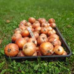 菜園で気持ちよく体を動かしませんか！　お時間のある時に　一緒に野菜作りをしていただける仲間を募集！！ − 北海道