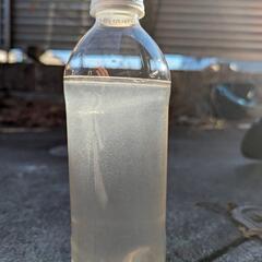 メダカ　生餌ゾウリムシの画像