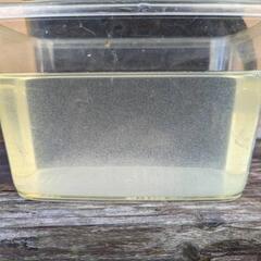 メダカ　生餌ゾウリムシの画像