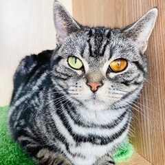 里親募集🐱アメショ女の子5歳 − 群馬県