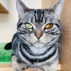 里親募集🐱アメショ女の子5歳 - 猫