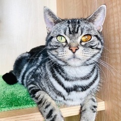 里親募集🐱アメショ女の子5歳 - 高崎市
