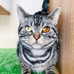 里親募集🐱アメショ女の子5歳