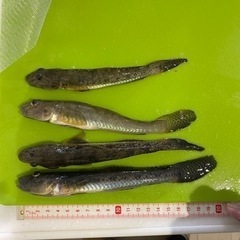 浦安ハゼ釣り仲間募集