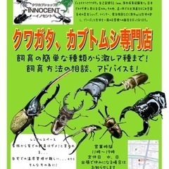 アスタコイデスノコギリクワガタ　クワカブショップ-INNOCENT-の画像