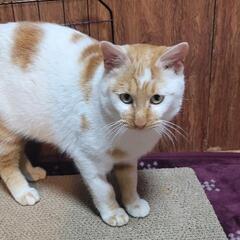 1才未満の甘えん坊の雄ネコです