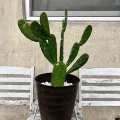 ウチワサボテン(中型)
