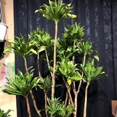 観葉植物　ドラセナコンパクター　　コンパクター　ドラセナ