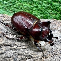 クリイロムナクボサイカブト(ピンギス) クワカブショップ-INN...