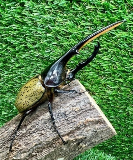 残り僅か！ヘラクレスヘラクレス　ペア　クワカブショップ-INNOCENT-