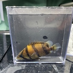 フォーバーダトニオ　2匹