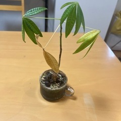 観葉植物の画像