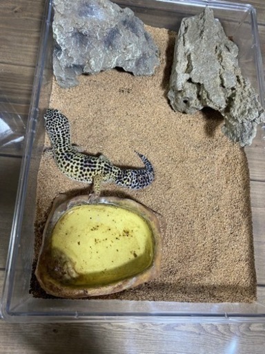 レオパ　飼育セット　爬虫類ケージ①