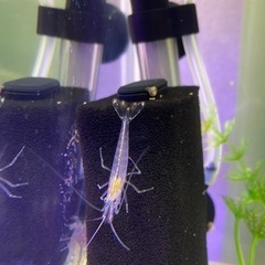 ヤマトヌマエビ4匹　生体の画像
