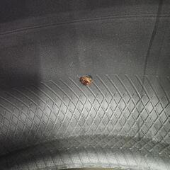 215/55/17 ダンロップ　ウィンターマックス　パンク修理有りの画像