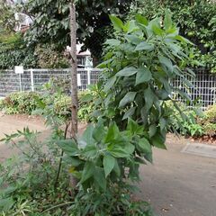 小金井市内小規模公園花壇の、小さな花壇ボランティア (随時メンバー募集) − 東京都