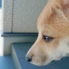 ココア(雑種) - 犬
