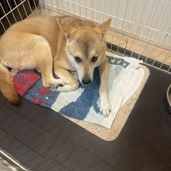 ココア(雑種)