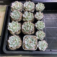 多肉植物 チワワエンシス錦
