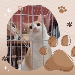 🌹💐🪷猫の譲渡会🪷💐🌹 - 大分市