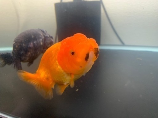 らんちゅう他 三卯養魚場 金魚・らんちゅう飼育器具販売