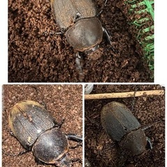 ヘラクレス 雌 ︎︎ ♀ 3匹 まとめ売り