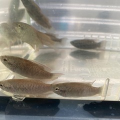 10匹限定　闘魚ブラック　個体サイズ3cm前後　1匹
