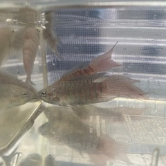 　レッド闘魚　個体サイズ5〜7cm 　5匹まとめて