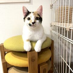 in江南市☆2会場同日開催☆子猫もいる大祭り！☆2024年2月1...