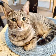 in瀬戸市☆2会場同日開催☆子猫もいる大祭り！☆2024年2月1...