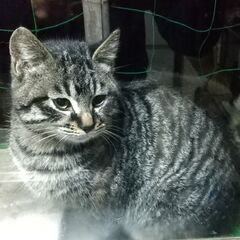 🐱キジトラ♂😺子猫