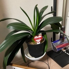 観葉植物君子蘭クンシラン