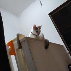 トライアル中　人なれしてます。かわったお耳の模様が個性的な女の子