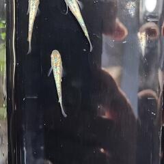 メダカ　令和黒ラメ幹之サファイア　トリオの画像