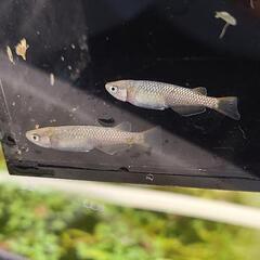 メダカ　令和黒ラメ幹之サファイア　トリオの画像