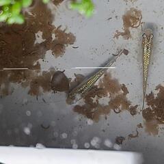 メダカ　令和黒ラメ幹之サファイア　トリオ