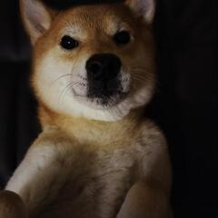 柴犬 里親募集