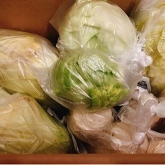 好評につき第二弾　畑で収穫した野菜