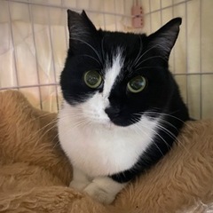 ハチワレの♀にゃん(ΦωΦ)里親さん決まりました