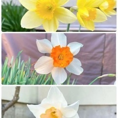 水仙　球根